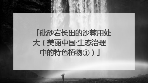 砒砂岩长出的沙棘用处大（美丽中国·生态治理中的特色植物③）