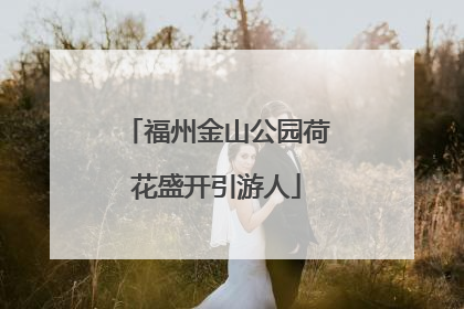 福州金山公园荷花盛开引游人