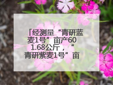 经测量“青研蓝麦1号”亩产601.68公斤，“青研紫麦1号”亩产671公斤
