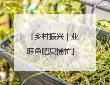 乡村振兴｜业旺鱼肥夏捕忙
