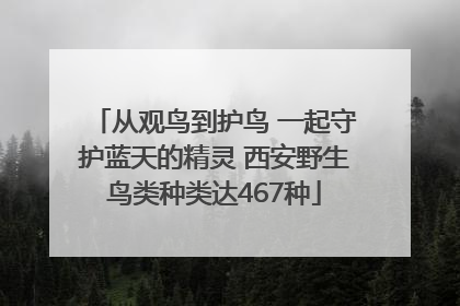 从观鸟到护鸟 一起守护蓝天的精灵 西安野生鸟类种类达467种