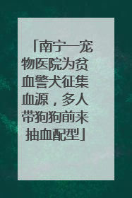 南宁一宠物医院为贫血警犬征集血源，多人带狗狗前来抽血配型
