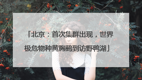 北京：首次集群出现，世界极危物种黄胸鹀到访野鸭湖