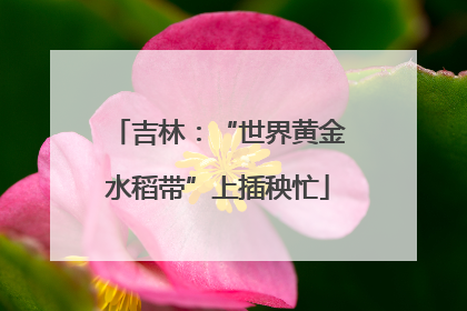 吉林：“世界黄金水稻带”上插秧忙