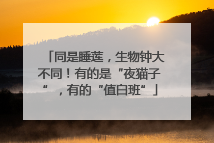 同是睡莲，生物钟大不同！有的是“夜猫子”，有的“值白班”