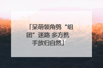 呆萌领角鸮“组团”迷路 多方携手放归自然