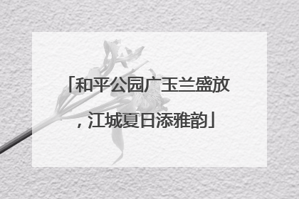 和平公园广玉兰盛放，江城夏日添雅韵