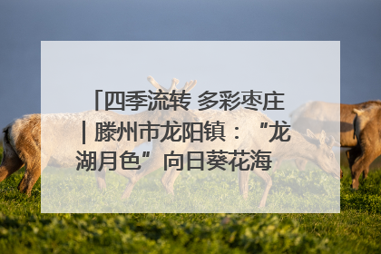 四季流转 多彩枣庄｜滕州市龙阳镇：“龙湖月色”向日葵花海 绘就乡村振兴新画卷