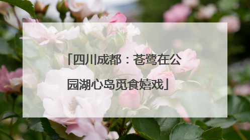四川成都：苍鹭在公园湖心岛觅食嬉戏