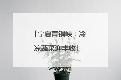 宁夏青铜峡：冷凉蔬菜迎丰收