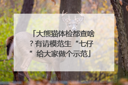 大熊猫体检都查啥？有请模范生“七仔”给大家做个示范