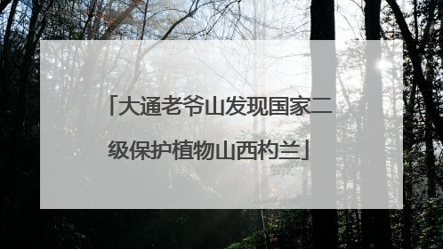 大通老爷山发现国家二级保护植物山西杓兰