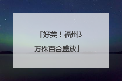 好美！福州3万株百合盛放