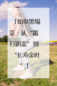 如皋黑塌菜：从“霜打趴菜”到“长寿金叶”