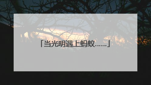 当光明遇上蚂蚁……