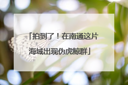 拍到了！在南通这片海域出现伪虎鲸群