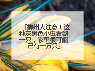 柳州人注意！这种灰黑色小虫看到一只，家里很可能已有一万只