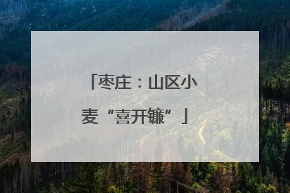 枣庄：山区小麦“喜开镰”