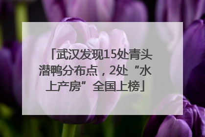 武汉发现15处青头潜鸭分布点，2处“水上产房”全国上榜
