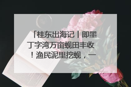 桂东出海记丨即墨丁字湾万亩蚬田丰收！渔民泥里挖蚬，一天上岸过千斤