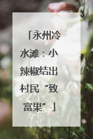 永州冷水滩：小辣椒结出村民“致富果”