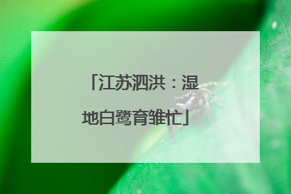 江苏泗洪：湿地白鹭育雏忙