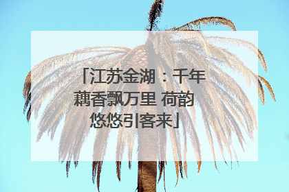 江苏金湖：千年藕香飘万里 荷韵悠悠引客来