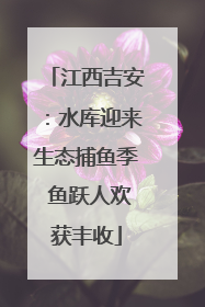 江西吉安：水库迎来生态捕鱼季 鱼跃人欢获丰收