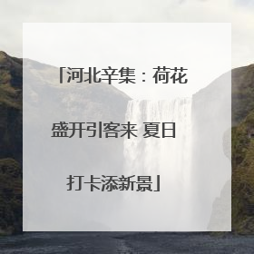 河北辛集：荷花盛开引客来 夏日打卡添新景