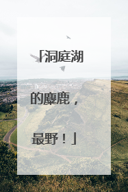 洞庭湖的麋鹿，最野！