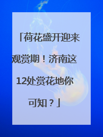荷花盛开迎来观赏期！济南这12处赏花地你可知？