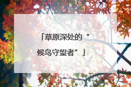 草原深处的“候鸟守望者”