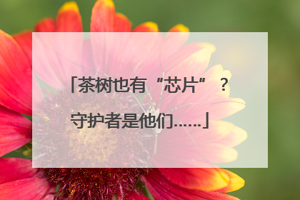 茶树也有“芯片”？守护者是他们……