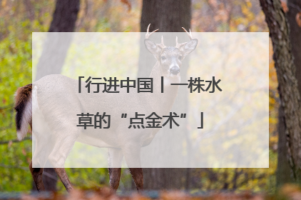 行进中国丨一株水草的“点金术”