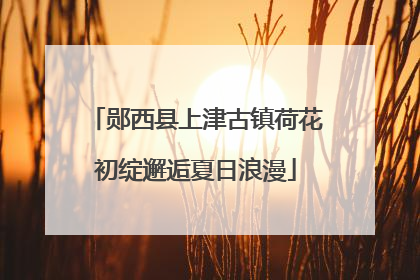 郧西县上津古镇荷花初绽邂逅夏日浪漫