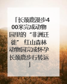 长颈鹿漫步400米完成动物园里的“非洲迁徙” 红山森林动物园完成怀孕长颈鹿步行转运
