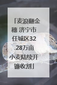 麦浪翻金穗 济宁市任城区32.28万亩小麦陆续开镰收割