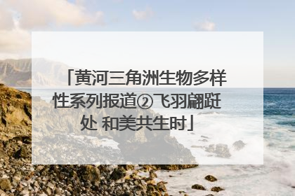 黄河三角洲生物多样性系列报道②飞羽翩跹处 和美共生时
