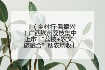（乡村行·看振兴）广西钦州荔枝集中上市 “荔枝+农文旅融合”助农增收
