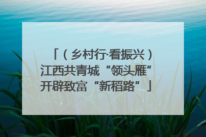 （乡村行·看振兴）江西共青城“领头雁”开辟致富“新稻路”
