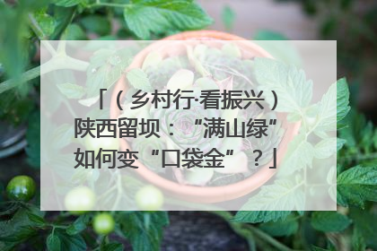 （乡村行·看振兴）陕西留坝：“满山绿”如何变“口袋金”？