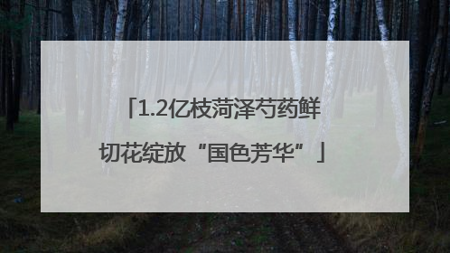 1.2亿枝菏泽芍药鲜切花绽放“国色芳华”
