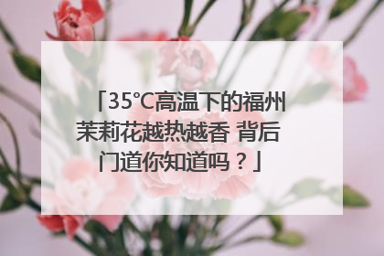 35℃高温下的福州茉莉花越热越香 背后门道你知道吗？